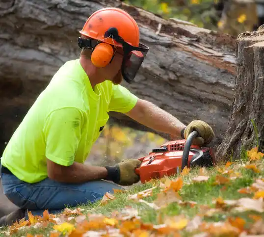 tree services East Jordan